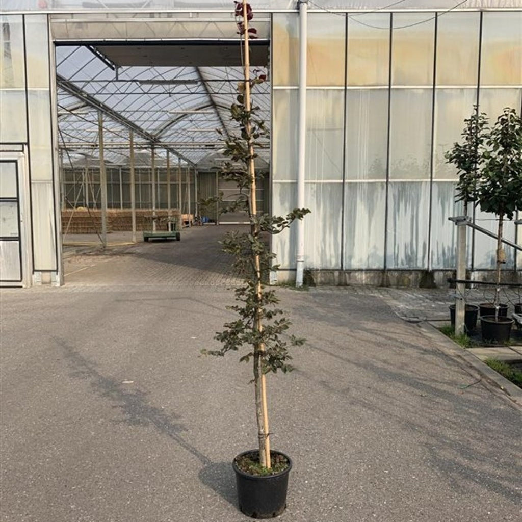 Blodbok – Fagus sylvatica 'Atropunicea' - C35 10/12 200 CM Stem